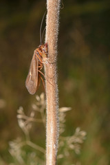 Köcherfliege, sonniger Herbst