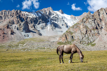 Fototapeta na wymiar Horse in mountains feeding grass at sunny day