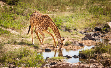 Drinking Giraffe