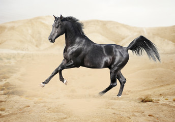 Purebred white arabian horse in desert - 56678027