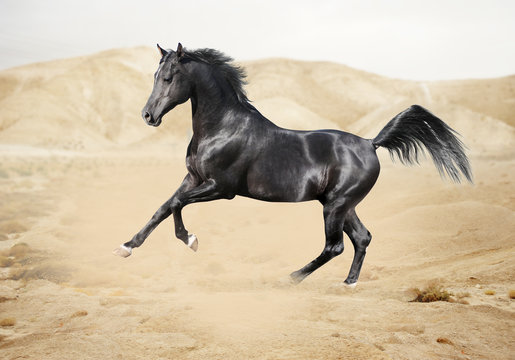 Fototapeta Purebred white arabian horse in desert