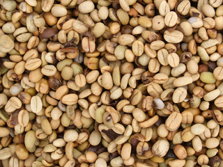 Raw coffee bean