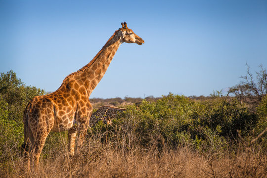 Fototapeta Giraffe