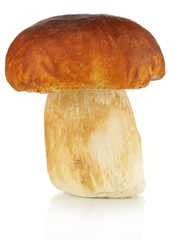 Fresh mushroom isolated on white