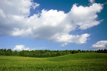 Fototapeta premium Summer landscape with field, forest and blue sky