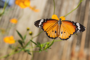 Fototapeta na wymiar Wspólna Tiger Butterfly (Danaus genutia)