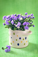 Campanula purple flowers in a pot on a green background