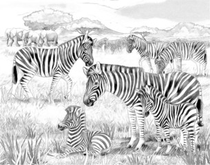 Fototapeta na wymiar Safari - zebras - coloring page