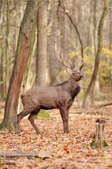 Naklejka na ściany i meble Deer in autumn forest