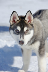 Siberian husky dog