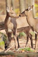 Deer in autumn forest