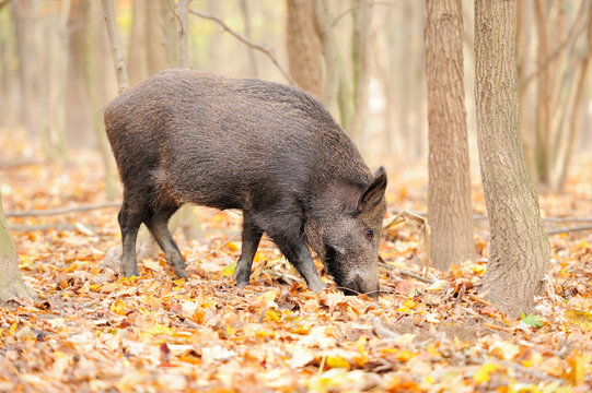 Wild boar in autumn forest