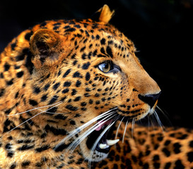 Leopard