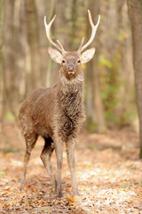 Obraz premium Deer