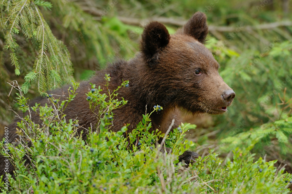 Wall mural brown bear cub in a forest