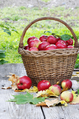 basket of apples
