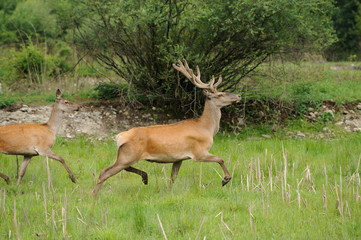Wild red deer in nature