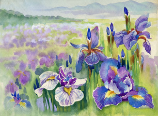 Beautiful iris meadow in watercolor