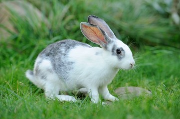 Rabbit