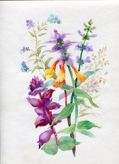 Watercolor wildflowers and grasses - 56686068