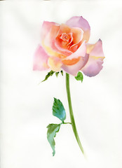 Rose pink. Watercolor Painting