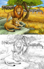 Obraz na płótnie Canvas Safari - lion - illustration for the children