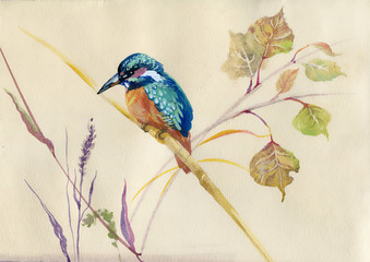 Common Kingfisher bird - 56686093