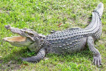 Fototapeta premium Crocodile opening the mouth resting on the grass