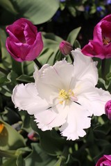 tulipes, white tulip, springtime