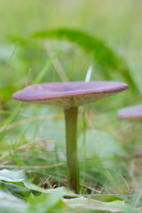Group dark mushrooms