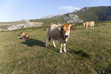 Vaca mirando de frente con terneros