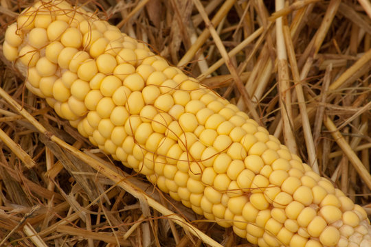 Fresh colorful corn isolated on background with straw
