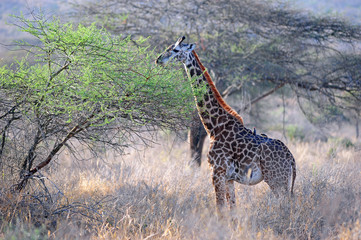 giraffe in tsavo national park of kenya