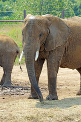 Fototapeta premium Large African elephant at the Indianapolis Zoo vertical