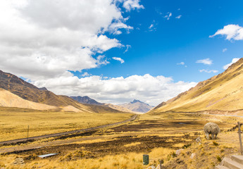 Llama, alpaca herding  Road Cusco- Puno,Peru,South America