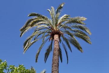 Obraz premium palmiers et ciel bleu