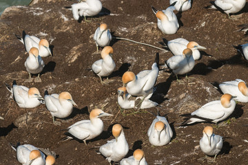 Fototapeta premium mating Australasian Gannets