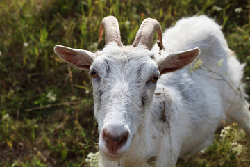 white goat