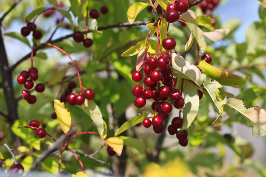 cluster of a red bird cherry