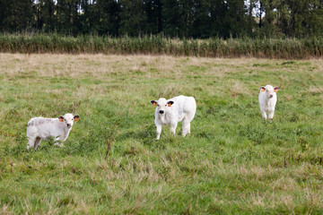 Obraz premium three young cows