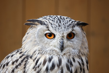 eagle owl with his big and beautiful oranges eyes
