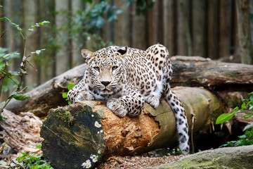 Fototapeta premium Snow Leopard Irbis (Panthera uncia) looking ahead