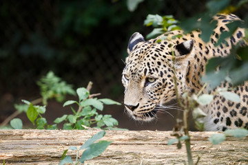 Snow Leopard Irbis (Panthera uncia) looking for prey