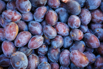 ripe purple and blue Plums (Blackthorns)