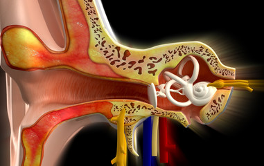 Ear anatomy