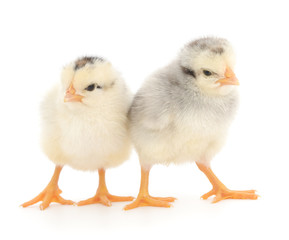 Two cute chicks isolated on white