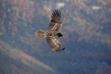 Lammergeier or lammergeyer or bearded vulture,