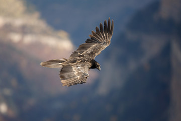 Lammergeier or lammergeyer or bearded vulture,