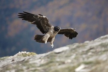 Lammergeier or lammergeyer or bearded vulture,