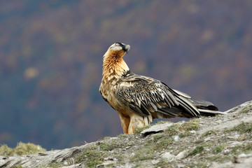 Lammergeier or lammergeyer or bearded vulture,
